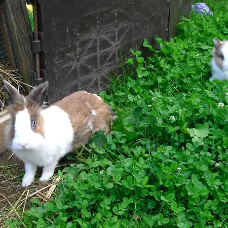 Comfortable In A Beautiful Location Apartmán Hofstetten (Baden-Wurttemberg)